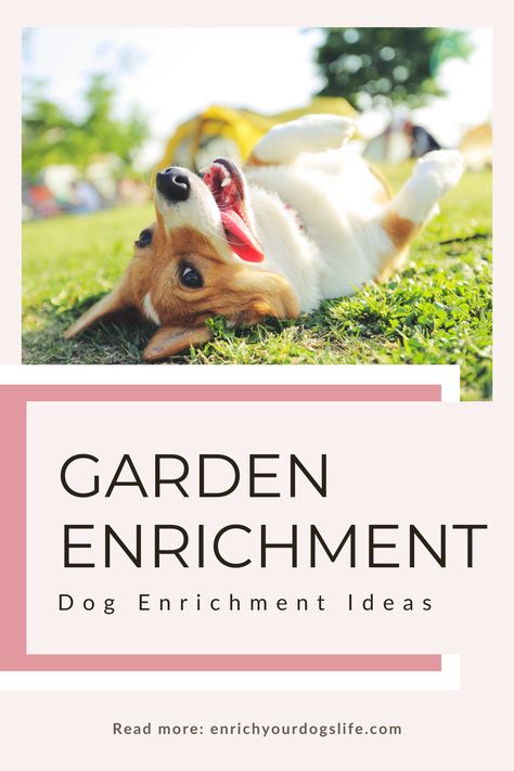 Dog Enrichment Garden, Backyard Enrichment For Dogs, Sensory Garden For Dogs, Enrichment Activities For Dogs, Dog Brain Games Diy Enrichment Activities, Mental Games For Dogs, Mental Enrichment For Dogs, Dog Science, Dog Friendly Garden