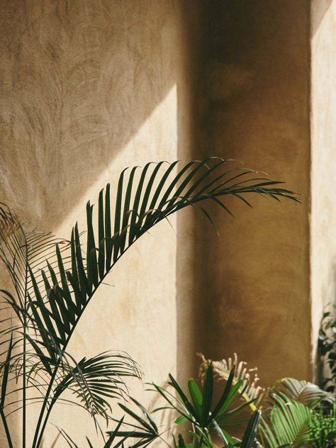 Surf Aesthetic, Sandstone Wall, Plant Aesthetic, Open Window, Beige Aesthetic, Brown Aesthetic, Green Aesthetic, Green Plants, Life Goals