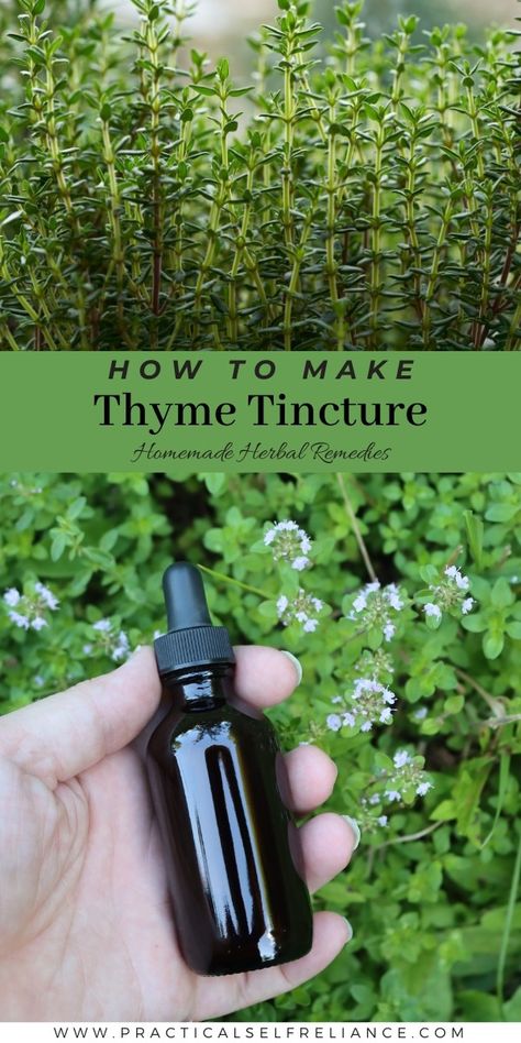 Thyme Tincture Sleep Tincture Recipes, Thyme Tincture, Homemade Tinctures, Witchy Potions, Herbal Grimoire, Herb Medicine, Medicinal Herbs Remedies, Herbal Vinegar, Herb Tinctures