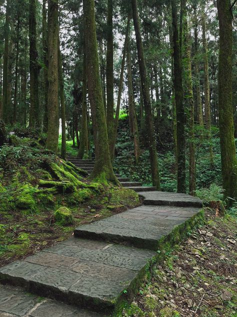 Mossy steps and towering trees along the Giant Tree Trail in Alishan National Forest Recreation Area, Taiwan Alishan Taiwan, The Longest Journey, Ancient Forest, Cypress Trees, Cultural Experience, Train Rides, National Forest, Tourist Destinations, Stunning View