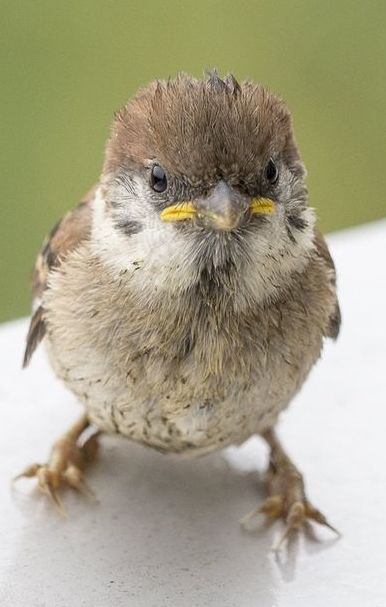 Baby Sparrow, Australian Birds, Sparrows, Endangered Animals, Bird Pictures, Pretty Birds, Bird Photo, Colorful Birds, Little Birds