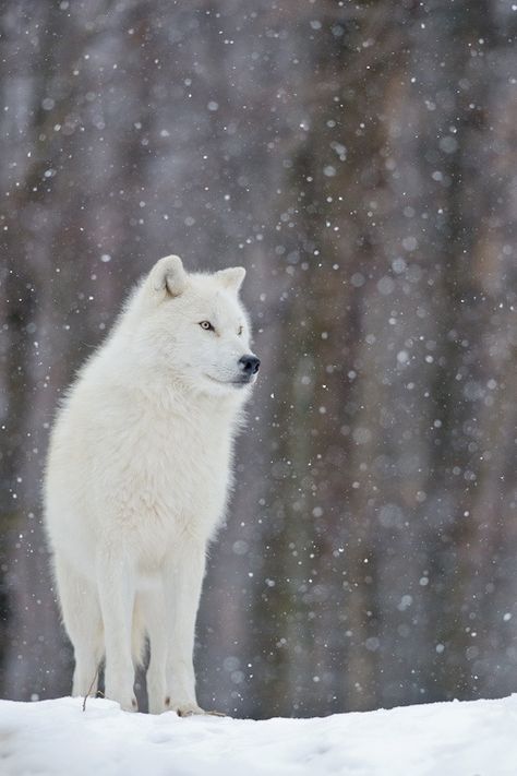 hermoso lobo blanco Arctic Wolf, Wolf Love, Wolf Pictures, Beautiful Wolves, Wolf Spirit, Grey Wolf, Wild Dogs, White Wolf, Spirit Animal