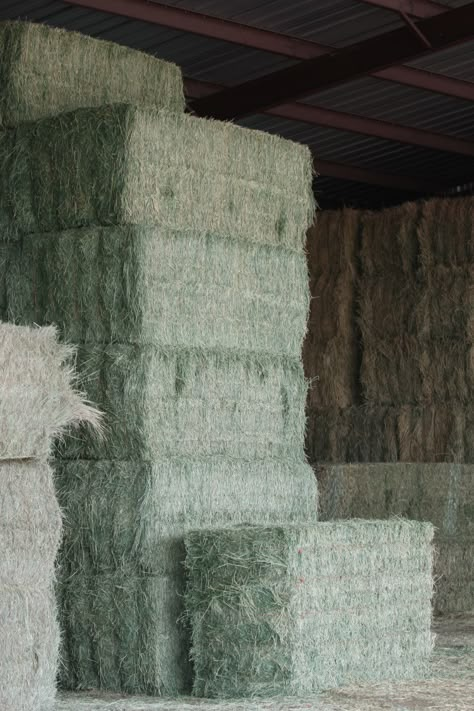 5 Things to Know When Buying Hay. Keep these five quick tips in mind the next time you're shopping for alfalfa for your horse. Alfalfa Hay For Horses, Hay For Horses, Barn Stall Ideas, Homestead Food, Horse Pasture, Alfalfa Hay, Horse Nutrition, Midwest Region, It's Just A Phase