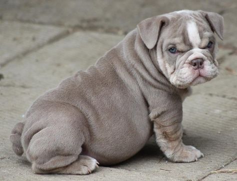 blue eyed grey  bull dog | sucha a freaking cutieeee & blue eyes AW Blue English Bulldogs, English Bulldog For Sale, Blue Bulldog, Dachshund Puppies For Sale, Bulldog Puppies For Sale, English Bulldog Puppies, Old English Bulldog, English Bulldog Puppy, Bull Dogs