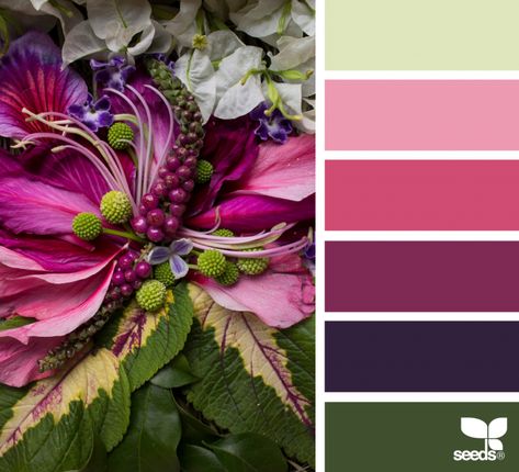 Color Flora | design seeds | Bloglovin’ Sherwin Williams Framboise, Seeds Color, Color Schemes Colour Palettes, Color Palate, Design Seeds, Color Palette Design, Color Balance, Wooden Pallets, Color Blending