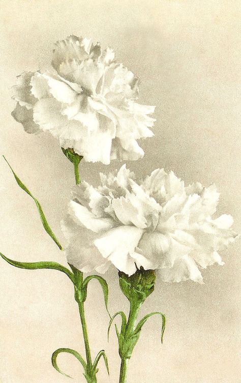 White carnations...I would love this as a painting in my bedroom! White Carnations, Pink Floral Wallpaper, Carnation Flower, Antique Images, Birth Month Flowers, Flower Clipart, Flower Clip, Flower Images, Vintage Postcard