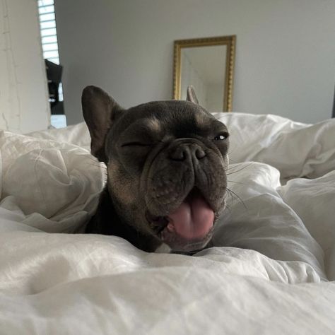 Frenchie The Boys, Puppies Frenchie, Frenchie Puppies, Black French Bulldogs, Really Cute Puppies, Bulldog Francese, Frenchie Puppy, Cute Little Puppies, French Bulldog Puppies