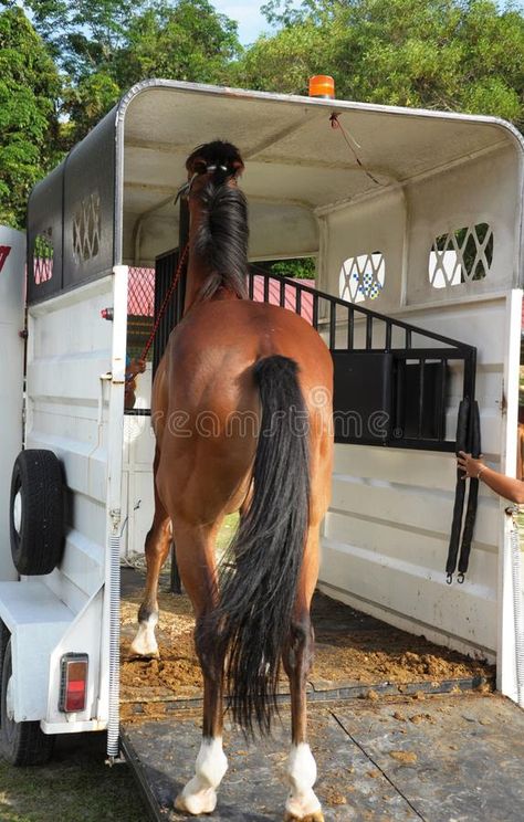 Boxing the Horse. A horse being lead into the box or float , #Aff, #horse, #Horse, #Boxing, #float, #box #ad Horse Float, Horse Horse, Stock Photography Free, The Horse, A Horse, The Box, Boxing, Equestrian, Float