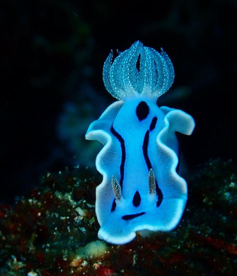 Chromodoris willani⁠ 📸 @amazingcritterpix⁠ 📍 Anilao, Batangas, Philippines⁠ Fun Fact: This nudibranch is found in the Western Pacific Ocean, from Indonesia and the Philippines to Vanuatu. The species is named for the renowned nudibranch taxonomist Dr. Richard C. Willan. Chromodoris willani is similar in appearance to Chromodoris lochi, Chromodoris boucheti and Chromodoris dianae. This species can be distinguished by the very prominent white specks found on the gills and rhinophores.⁠ Blue Nudibranch, Chromodoris Willani, Anilao Batangas, Sea Bunnies, Blue Sea Slug, Batangas Philippines, Splatoon Oc, Deep Sea Life, Strange Animals