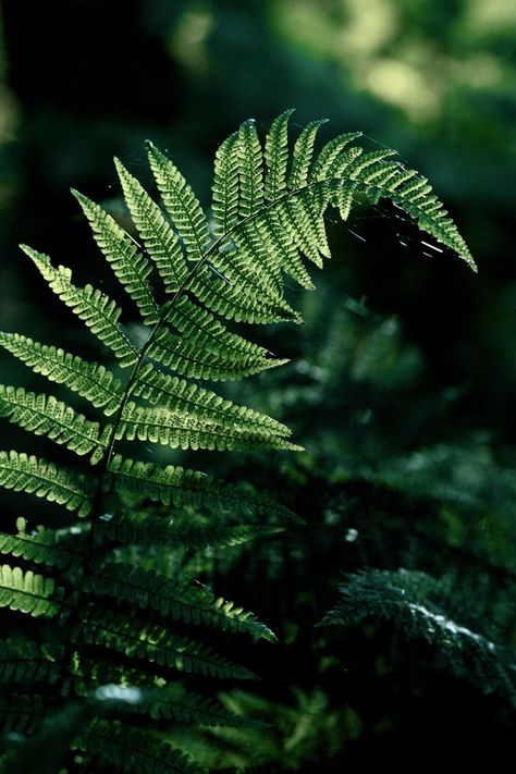 Voice Of Nature, Nature Japan, 30 October, Fern Frond, Dark Green Aesthetic, Slytherin Aesthetic, Deep Woods, Aesthetic Nature, Colorful Life