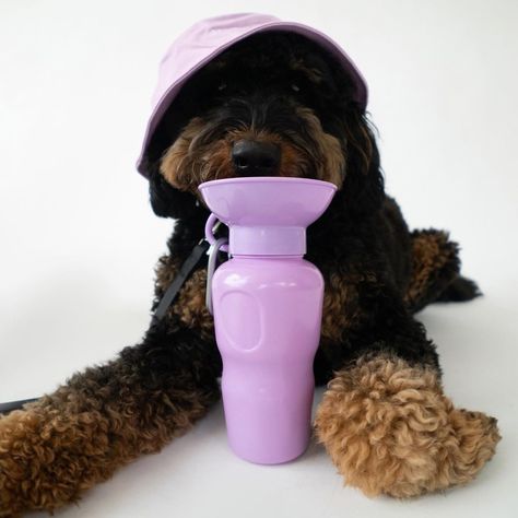 Keep your pup hydrated during any excursion (perfect for walks, hikes, and travel)! Our innovative Travel Bottle was designed for your dog to drink from the attached bowl without wasting a drop. Simply squeeze the bottle and water fills the bowl. Release your squeeze when your dog is done and the excess water drains back into the bottle! It’s 100% leak-tight and includes a carabiner to easily clip onto belt loops, leashes, bags, and more. Hydration Station, Simplify Life, Travel Water Bottle, Dog Water Bottle, Oprahs Favorite Things, Dog Essentials, Dog Products, Travel Bottles, Dog Travel