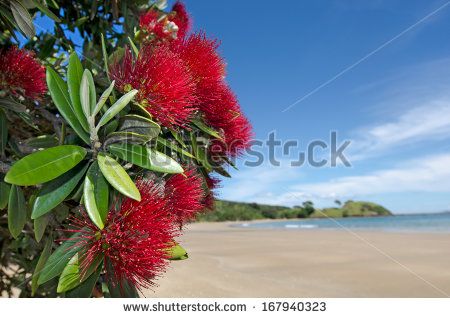 Pohutukawa red flowers blossom on the month of December in doubtless bay New Zealand. Happy Holidays Quotes, Kiwi Christmas, Coca Cola Christmas, Month Of December, Irving Berlin, Professional Business Cards Templates, Leaf Images, Silver Fern, Holiday Quotes