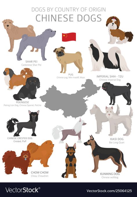 Cut Dogs, Dog Breeds Chart, Dog Chart, Animal Infographic, Dog Design Art, Chinese Dog, Cute Dog Drawing, Shar Pei Dog, Corso Dog