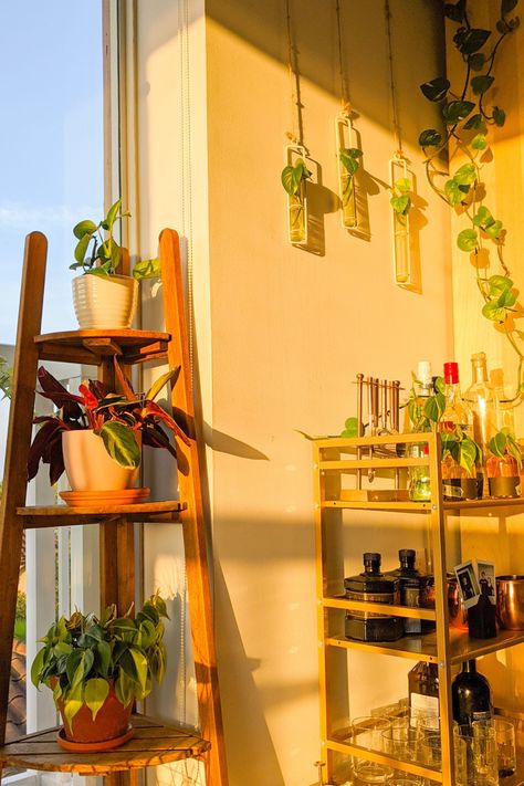 Wooden Apartment Aesthetic, Yellow In Living Room, Yellow And Green Apartment, Honey Room Aesthetic, Green And Yellow Apartment Aesthetic, Green And Yellow Room Aesthetic, Apartment Green Aesthetic, Golden Hour Room Aesthetic, Yellow Apartment Aesthetic