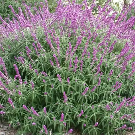 Mexican Bush Sage | Shrubs | Moon Valley Nurseries Mexican Bush Sage, Texas Sage, Trumpet Flowers, Tree Growth, Specimen Trees, Perennial Shrubs, Fertilizer For Plants, Tree Care, Plant Nursery