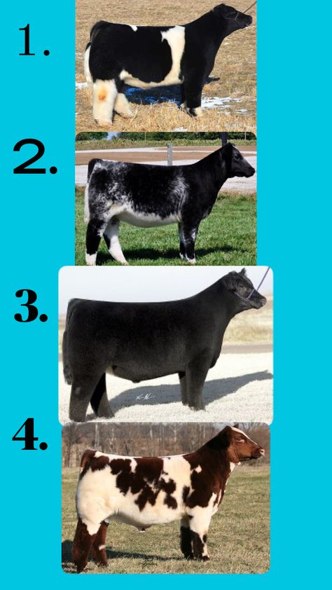 #livestock #livestockjudging #cattlejudging Comment your placings to hear mine and my take! Livestock Judging Outfits, Livestock Aesthetic, Horse Love Quotes, Livestock Animals, Showing Cattle, Livestock Showing, Livestock Judging, Elk Pictures, Show Steers