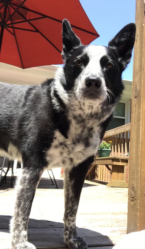 Anna, July 2017 Blue Healer, Heeler Dogs, Boston Terrier Names, Austrailian Cattle Dog, White Border Collie, Nature Friends, Blue Heelers, Spotted Dog, Cattle Dogs