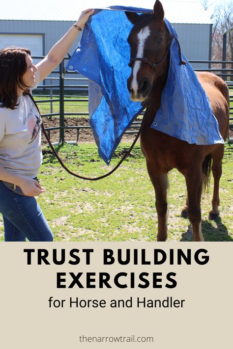 Horse Riding Activities, Ground Work For Horses Exercises, Long Lining Horse Training, Desensitizing Horses Ideas, Working With Horses, Teaching Horse Riding Lessons, Horse Training Obstacles, Ground Work Exercises Horse, Horse Ground Work Exercises