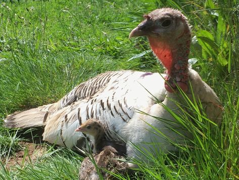 McMurray Hatchery Blog | Naturally Brooding Turkey Poults Narragansett Turkey, Turkey Breeds, Bronze Turkey, Egg Candling, Raising Turkeys, Poultry Feed, Backyard Poultry, Egg Production, Coloring Eggs