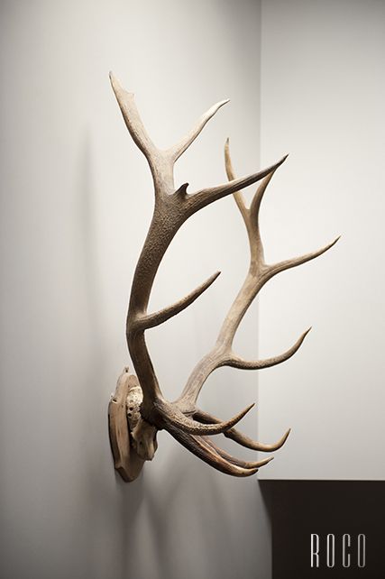 Antlers, but want fake! Antlers On Wall, Deer Antlers Decor, Elk Horn Decor Ideas, Deer Antler Wall Decor, Escudo Viking, Deer Skull Mount, Deer Heads Mount, Antler Wall Decor, Antler Mount