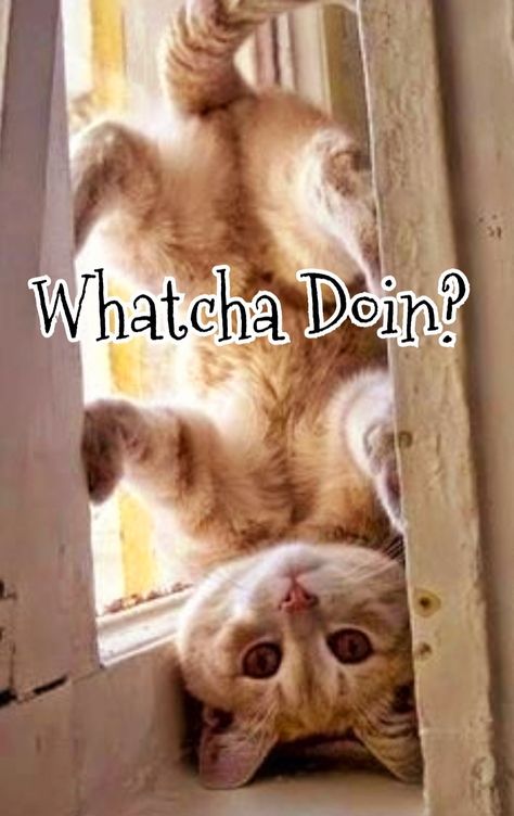 Whatcha Doin, Master Of Disguise, Good Morning Cat, Funny Day Quotes, Happy Day Quotes, Morning Cat, Good Morning Funny Pictures, Cute Good Morning Images, Good Morning Sunshine Quotes