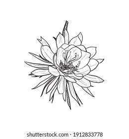 Flor Tattoo, Simple Tats, Night Tattoo, Night Blooming Flowers, Flower Tat, Flower Wrist Tattoos, Phoenix Tattoo Design, Tasteful Tattoos, Vine Tattoos