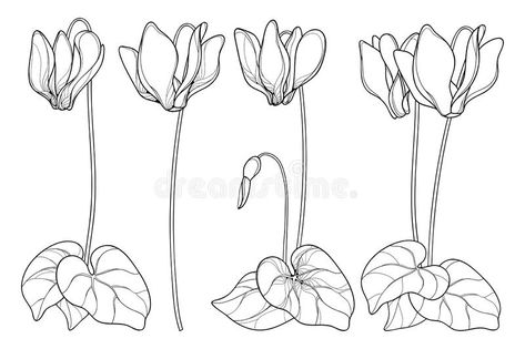 Vector set of outline Cyclamen or Alpine violet flower bunch, bud and leaf in black isolated on white background. Ornate Alpine mountain bouquet in contour royalty free illustration Cyclamen Flower Tattoo, Cyclamen Flower Drawing, Cyclamen Drawing, Cyclamen Tattoo, Mountain Bouquet, Cyclamen Flower, Violet Flower Tattoos, Violet Tattoo, Sun Tattoo Designs