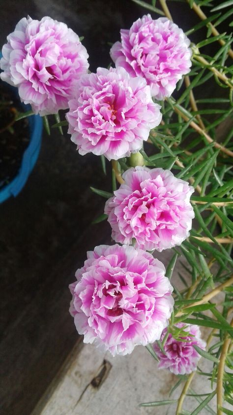 Moss rose Pretty Flower Names, Outdoor Flowering Plants, Portulaca Flowers, Rose Moss, Pretty Flowers Photography, Portulaca Grandiflora, Calathea Plant, نباتات منزلية, Moss Rose