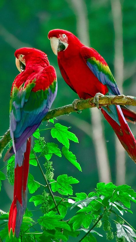 Download Bird wallpaper by dudeski1988 - b4 - Free on ZEDGE™ now. Browse millions of popular bird Wallpapers and Ringtones on Zedge and personalize your phone to suit you. Browse our content now and free your phone Happy Afternoon, Afternoon Greetings, Afternoon Images, Parrot Wallpaper, Parrot Painting, Good Afternoon Quotes, Macaw Parrot, Colorful Parrots, Bird Wallpaper