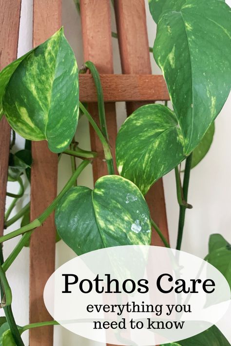 Epipremnum Aureum Care, Inch Plant Propagation, Marble Pothos Care, Devils Ivy Care, Indoor Vine Plants Ideas, Marbled Pothos, Pathos Plant Care, Soil For Pothos, Pothos Climbing Ideas