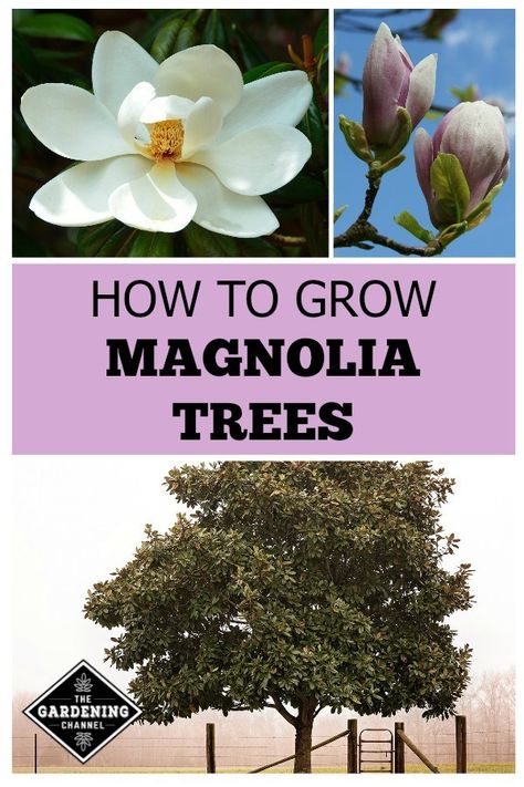 Learn which varieties of magnolia trees you can grow in your climate. Follow this gardening guide with tips on growing magnolia trees. Magnolia Tree Landscaping, Little Gem Magnolia Tree, White Magnolia Tree, Southern Magnolia Tree, Gardening Guide, Landscaping Trees, Southern Magnolia, Magnolia Tree, Small Shrubs