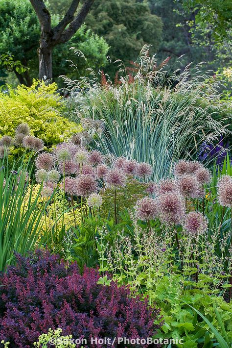 Plant Tapestry, Prairie Garden, Drought Tolerant Landscape, Meadow Garden, Garden Shrubs, Have Inspiration, Garden Borders, Botanic Garden, Gorgeous Gardens