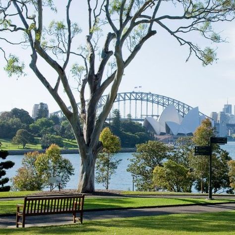 Sydney Royal Botanic Gardens, Sydney Botanical Gardens, Summer In Sydney, Australian Gothic, Australia Aesthetic, Royal Botanic Gardens Sydney, Sydney Australia Travel, Down Under, Sydney Photography