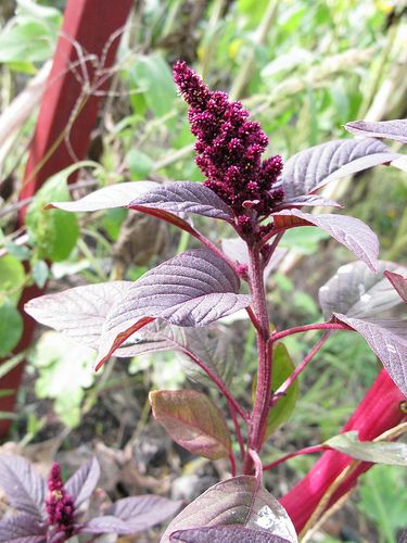 Red Amaranthus Druid Journal, Amaranth Plant, Nails Flowers, Foraged Food, Heirloom Vegetables, Wallpaper Flower, Garden Spring, Spring Flowering Bulbs, Plant Diseases