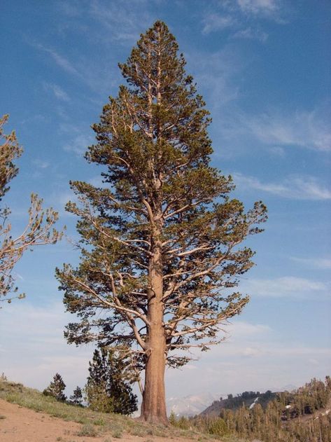 Washington Tattoo, Lodgepole Pine, Plant A Tree, Save The World, Pine Tree, Our World, The Tree, A Tree, Lamp Post