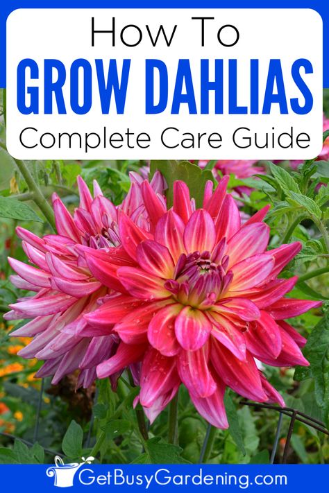 a pink dahlia plant booming in the garden Dahlia Plant, How To Grow Dahlias, Dahlia Care, Grow Dahlias, Garden Planning Layout, Plant Care Guide, Growing Dahlias, Dahlias Garden, Sun Water