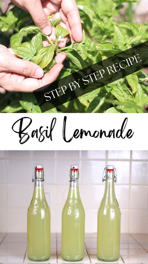 This special lemonade recipe is flavored with fresh basil. I was skeptical when I first tried it, but I was quickly converted. Basil is no longer destined only for pizza or spaghetti sauce in my house. To me, basil lemonade is the taste of summer. I make it several times every summer, and grow plenty of basil in my garden just for this recipe. I’ve shared basil lemonade with many friends and they all enjoy it. You’ve gotta try it! Cucumber Basil Lemonade Recipe, Lemon Basil Lemonade, Basil Juice Recipe, Basil Drink Recipes, Herbal Lemonade, Basil Lemonade Recipe, Party Lemonade, Basil Drinks, Whole Wheat Blueberry Muffins