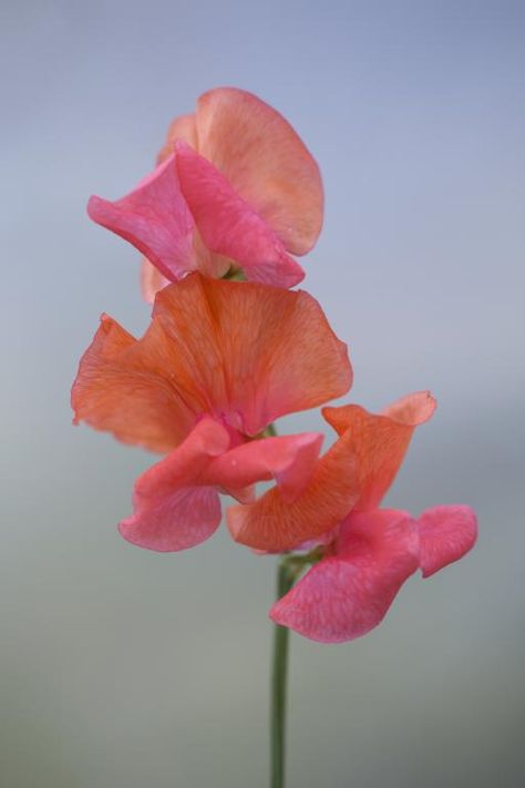 Lathyrus odoratus, Old-Fashioned Sweet Peas, 'Prince Of Orange' Seeds £1.95 from Chiltern Seeds - Chiltern Seeds Secure Online Seed Catalogue and Shop Peach Sweet Pea, Marquee Decoration, Lathyrus Odoratus, Flower Scissors, Spring Shoot, Sweet Pea Seeds, Prince Of Orange, Sweet Pea Flowers, Seed Catalogs