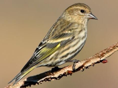 Pine Siskin, Sequoia Sempervirens, Siskin, Common Birds, Goldfinch, Backyard Birds, Top Photo, Bird Watching, Pacific Northwest