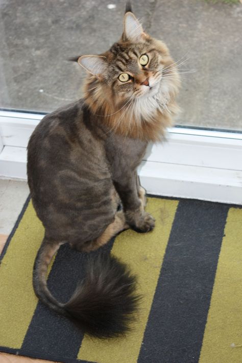 Cat Lion Cut, Cat Grooming Styles, Cat Haircut, Cat Grooming Tools, Cut Cat, Cat Proofing, Cat Training, Cat Grooming, Cat Care