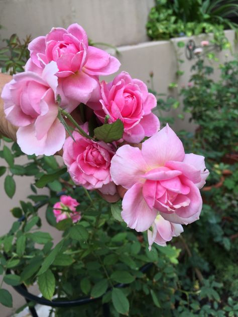 English rose - Huntington Rose Huntington, Floral Aesthetic, English Rose, English Roses, Landscaping Plants, Singapore, Floral Wreath, Happy Shopping, Roses