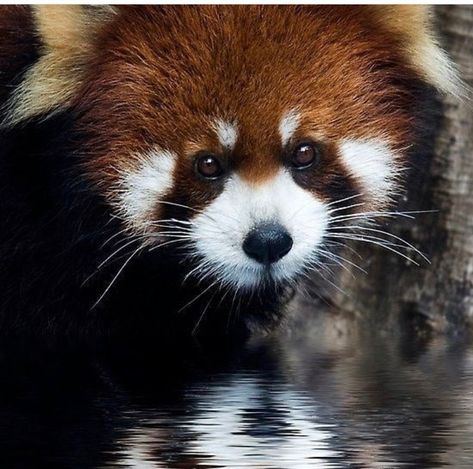 Red Panda Pictures, Puppies Chihuahuas, Panda Pictures, Worlds Cutest Animals, Red Panda Cute, Red Panda Baby, Cutest Animals On Earth, Baby Panda Bears, Houston Zoo