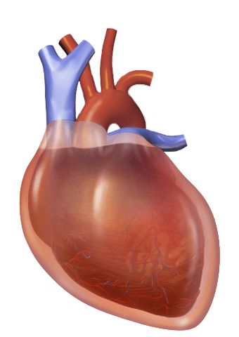 Difference Between Pericardial Effusion and Cardiac Tamponade Check more at https://in4arts.com/difference-between-pericardial-effusion-and-cardiac-tamponade.html Cardiac Tamponade, Pericardial Effusion, Med School, Toyota Camry, Most Beautiful, Toyota, Medical, Actresses, Quick Saves