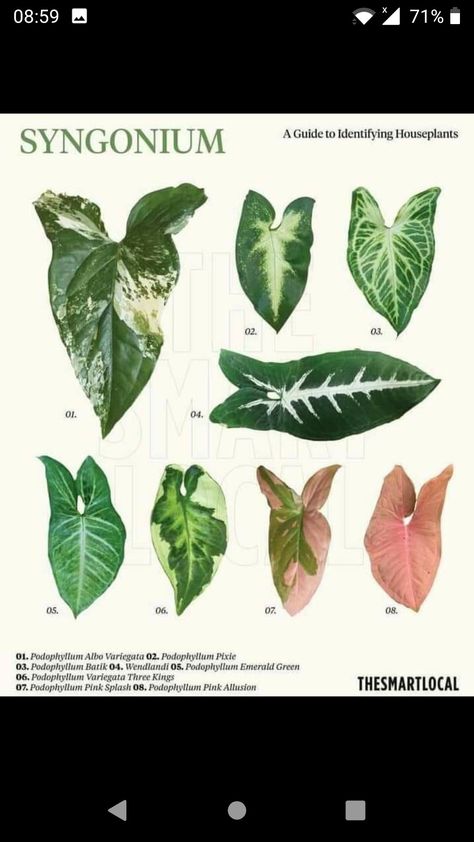 Plant Leaf Identification, Leaf Identification, Illustration Botanique, Plant Identification, Growing Indoors, Plant Mom, Plant Collection, Plant Lady, Types Of Plants