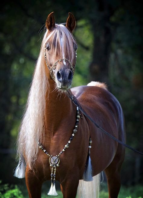 Liver Chestnut, Egyptian Arabian Horses, Miniature Ponies, Gorgeous Horses, Arabian Stallions, Beautiful Horse Pictures, Pinto Horse, Beautiful Arabian Horses, Horse Costumes