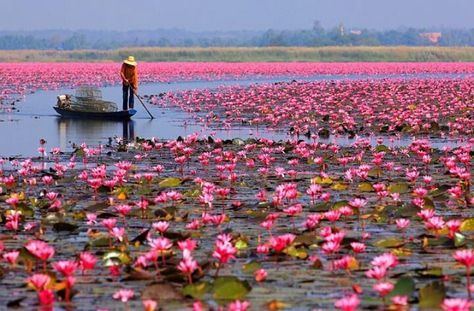 Pink Lotus Lake, Thailand - #photo #art #artwit #twitart #nature #fineart Udon Thani, Khon Kaen, Red Lotus, Brasov, Mongolia, Water Lilies, Anthropology, Dream Destinations, Places Around The World