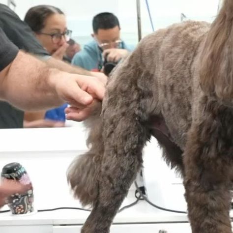 NorCal Grooming Academy on Instagram: "How to lift the back leg when shaving the leg #doggrooming" How To Shave My Cat, Shave Horse Plans, How To Properly Shave Your Dog, Shaving Horse Diy, Dog Grooming Memes, Grooming Tips, September 21, Dog Grooming, Shaving