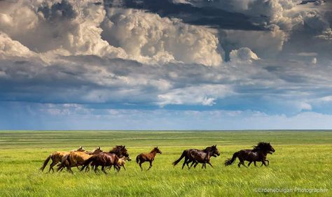 Mongolian Landscape, Kazakhstan Travel, Western Landscape, Horse Wallpaper, Horse Aesthetic, West Art, Animal Totems, Cool Art Drawings, Mongolia