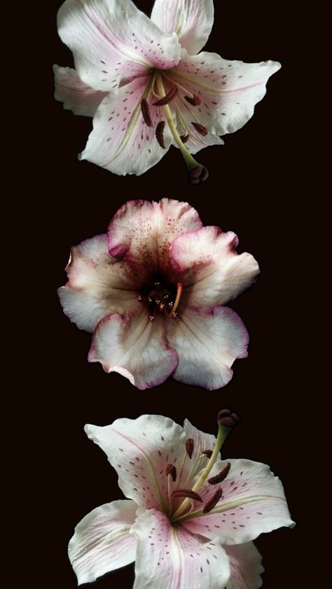 Black Background, Macbook, Flowers, Pink, Black