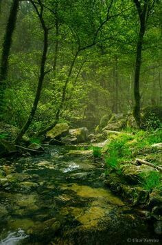 Silent Woods Walk In The Woods, Magical Places, Enchanted Forest, Pretty Places, Lush Green, Nature Pictures, Nature Beauty, Beautiful World, Beautiful Landscapes